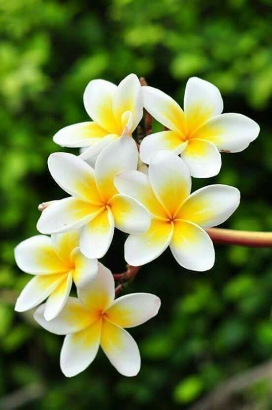 صور ورد الياسمين