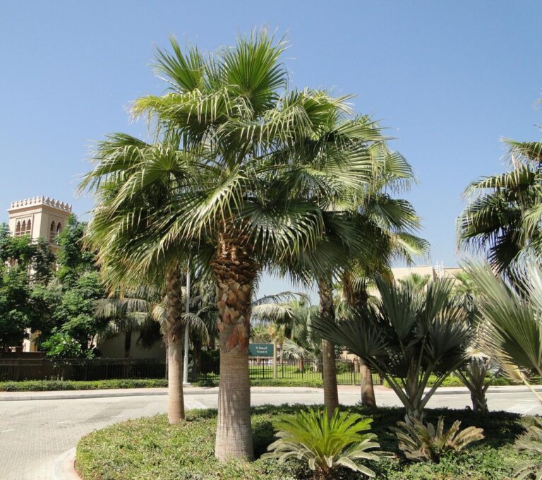 شجره واشنطونيا