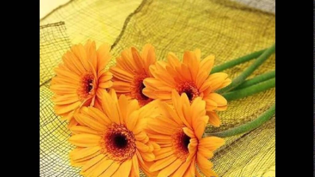 زهور صفراء