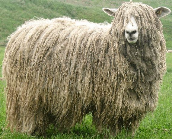 Lincoln Longwool Wool Combed Top - Heritage Breed - 100 grams | Animaux, Mouton, Moutons