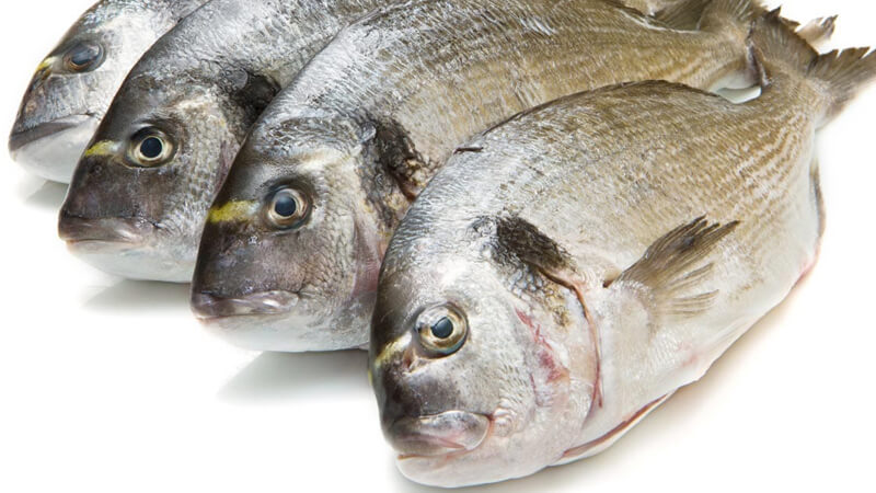انواع الاسماك واسمائها بالصور