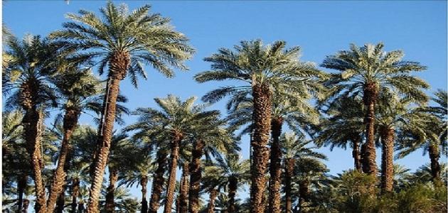 معلومات عن النخل