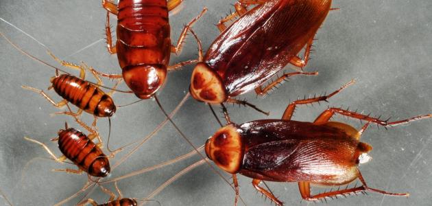 طرق التخلص من الصراصير في المنزل