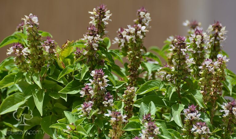 الريحان وأهم فوائده وأضراره