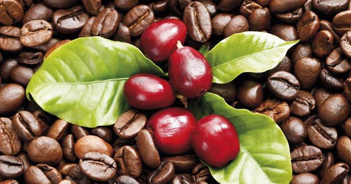 البن وأهم فوائده وأضراره