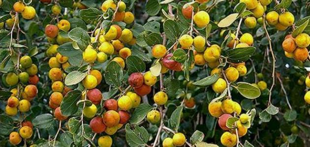 النبق وأهم فوائده وأضراره