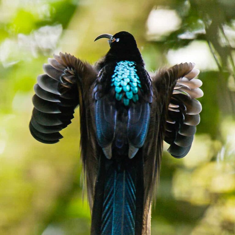 Bird of Paradise