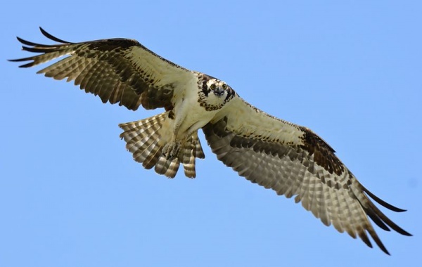 أنواع الطيور البرية