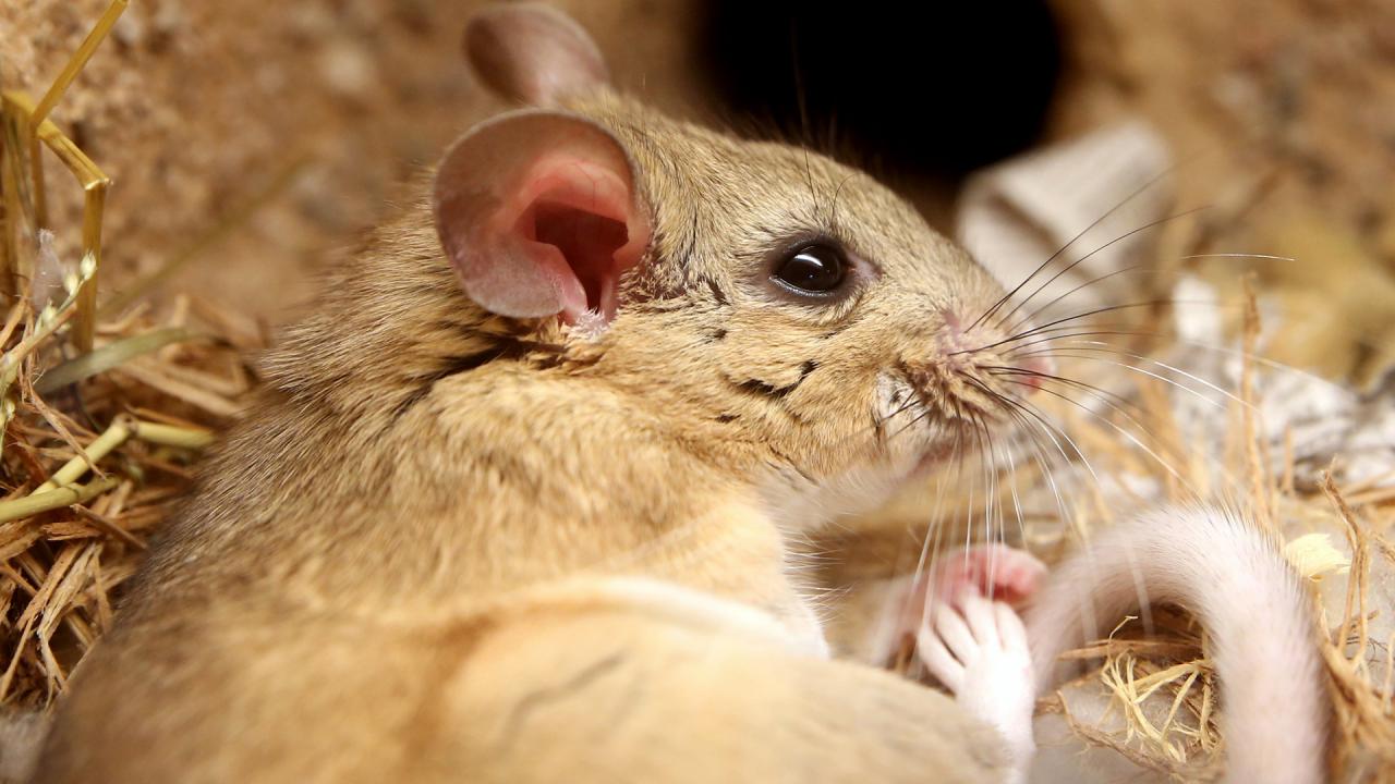 1920x1080-Woodrat.jpg