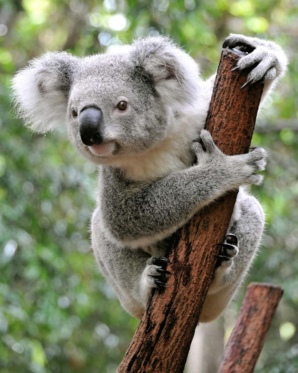 Koala.jpg