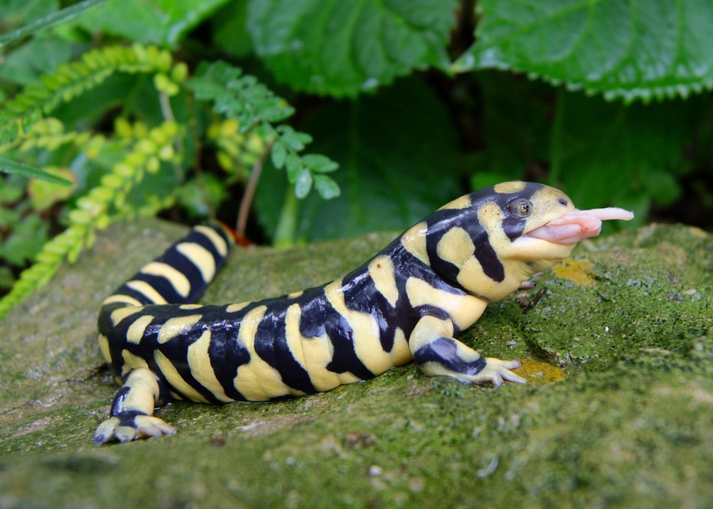 subject-tiger-salamander.jpg