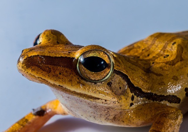 tree-frog-299886_640.jpg