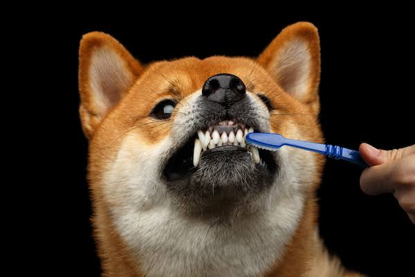 الاعتناء بنظافة اسنان كلاب الهاسكى