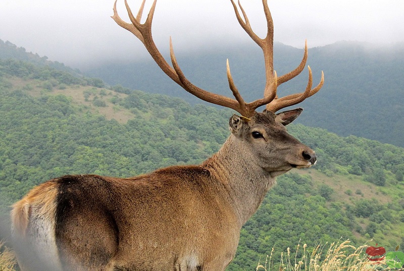 حيوانات انقرضت  1200px-Caspian_Red_Deer_Maral_in_Arasbaran_forest-1