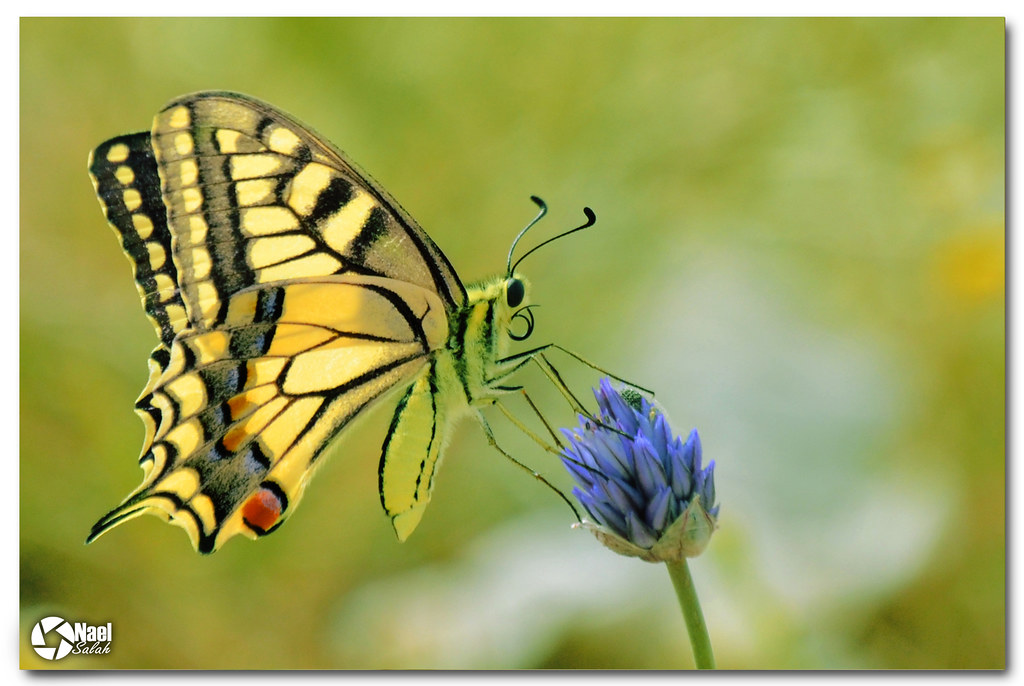 بمناسبة فصل الربيع نعرفكم على أنواع الفراشات 16708493644_4f4814d3fa_b
