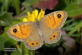بمناسبة فصل الربيع نعرفكم على أنواع الفراشات 59b514174bffe4ae402b3d63aad79fe0