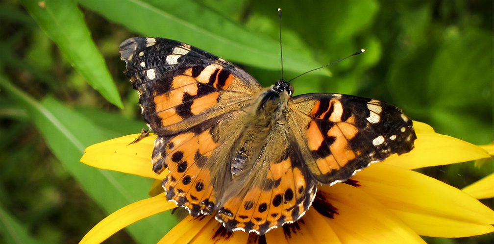 بمناسبة فصل الربيع نعرفكم على أنواع الفراشات Vanessa-cardui