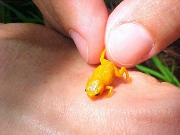 حيوانات انقرضت  Types-frogs-and-toads_378_5_1513385909