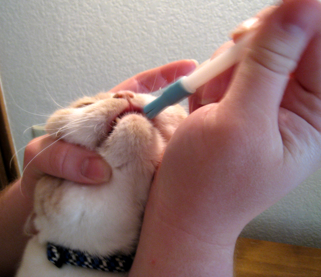 Как открыть рот кошке. Таблетка из шприца коту. Кошке дают лекарство из шприца.