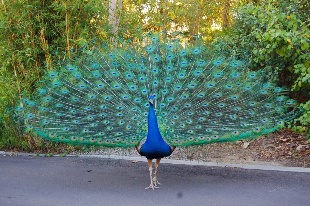 صور طاووس