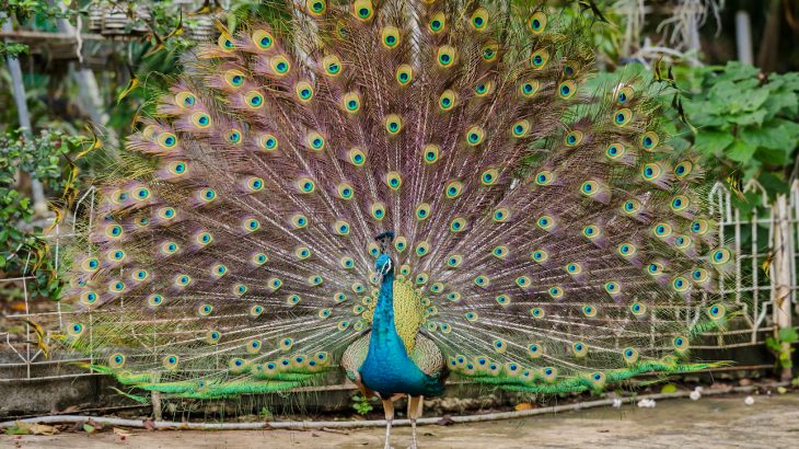 صور طاووس
