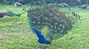 صور طاووس