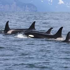 صور الحوت الازرق وحقائق هامه • طبيعة
