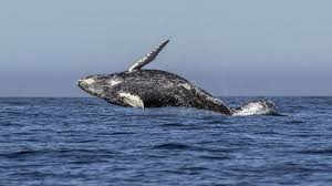 صور الحوت الازرق وحقائق هامه • طبيعة