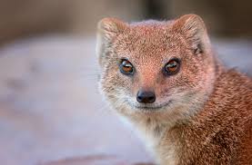 النمس Mongoose