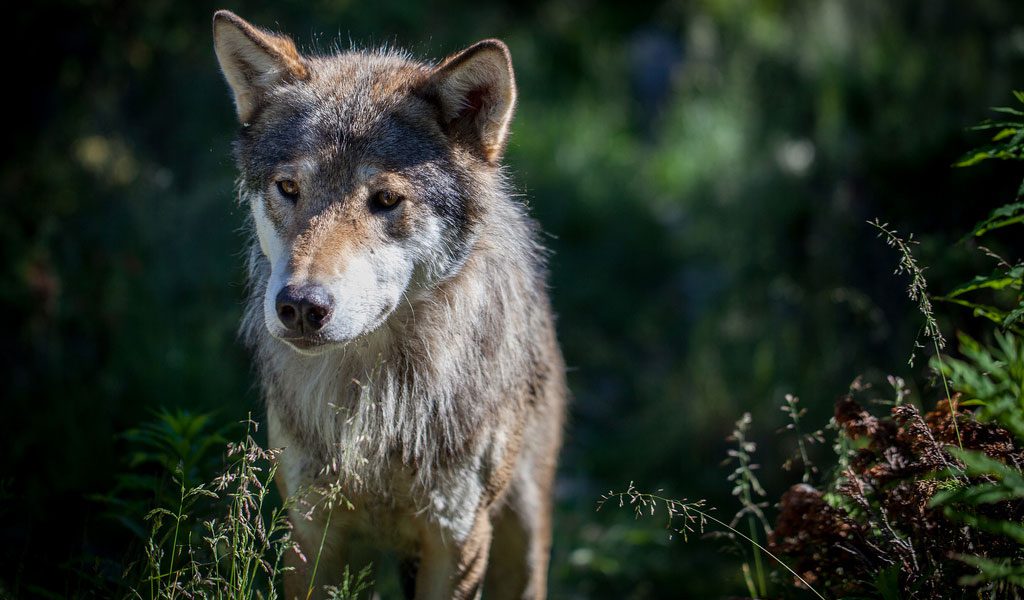 الذئب الاوراسى - انواع الذئاب